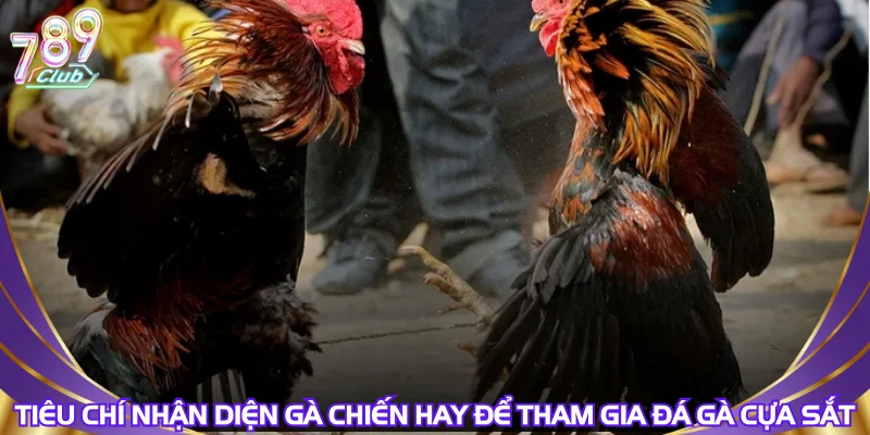 tieu-chi-nhan-dien-ga-chien-hay-de-tham-gia-da-ga-cua-sat