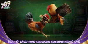 truc-tiep-da-ga-thomo-tai-789club-xem-nhanh-keo-ro-rang